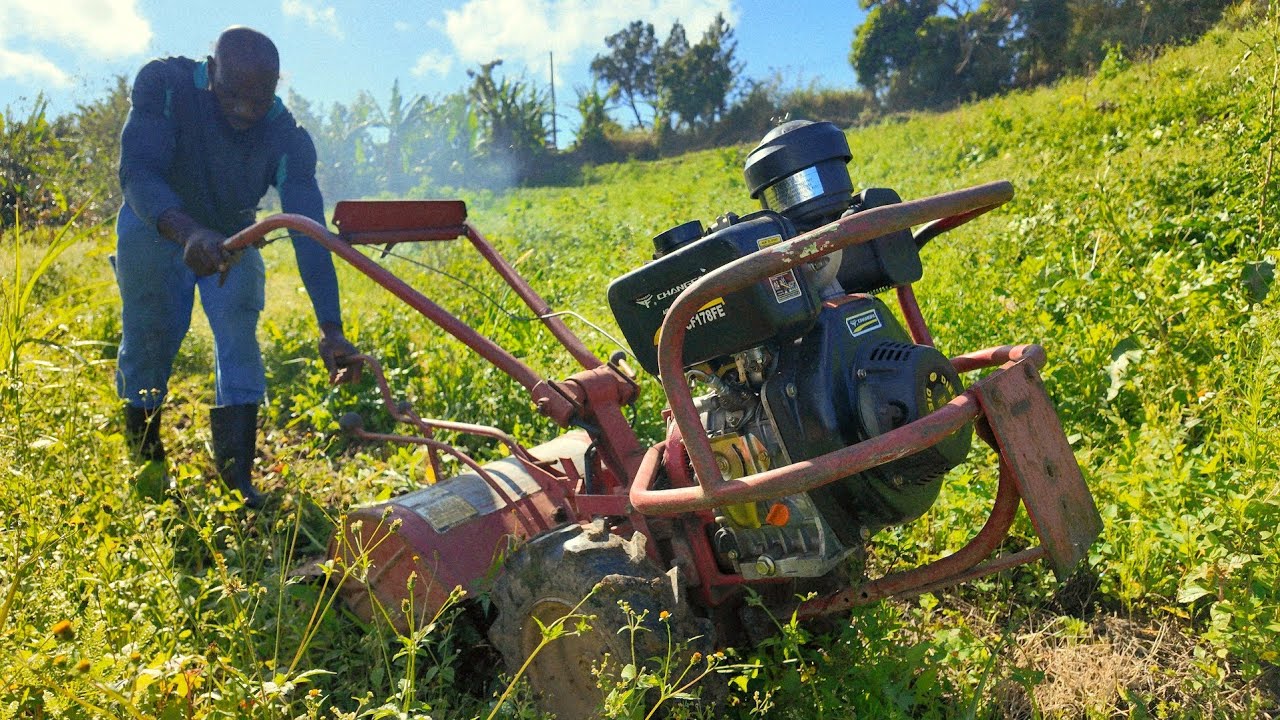 Got Fired - Now Living Off the Land in the Hills of St Andrew, JAMAICA