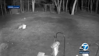 Coyote snatches family's dog on surveillance video in Massachusetts backyard I ABC7