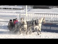 «Русская зима» на Центральном Московском ипподроме