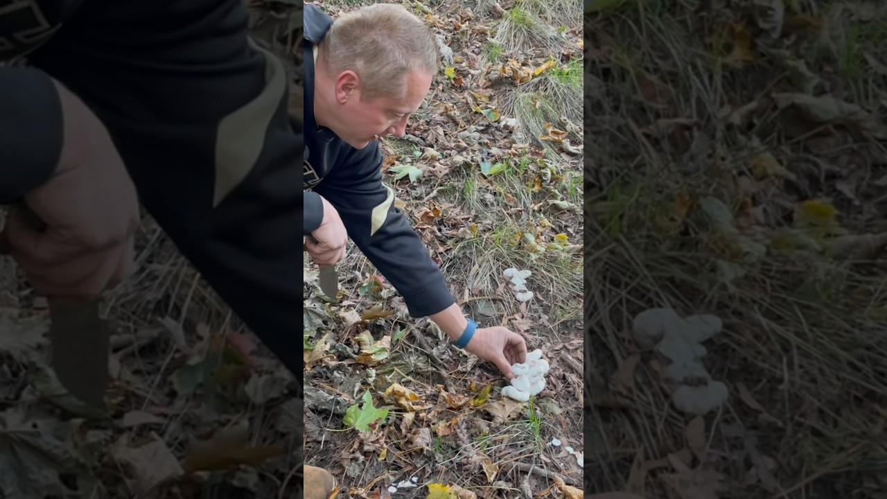 Foraging “Shrimp of the Woods” Mushrooms “aborted entoloma” Edible Mushrooming RI  “abortivum” morel