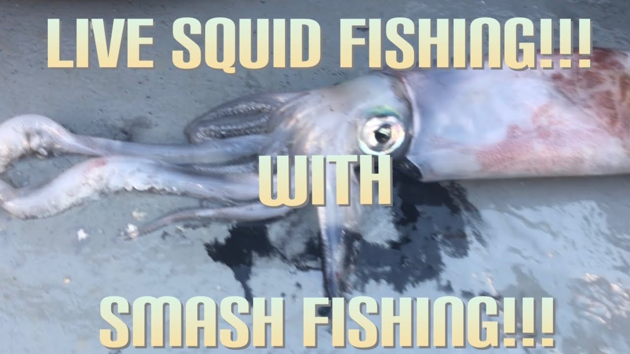 Live Squid Fishing With Smash Fishing!! YouTube