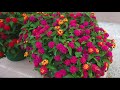 Cottage Farms 4-piece Bloomify Rose Lantana Collection on QVC Cottage Farms 4-piece Bloomify Rose Lantana Collection on QVC