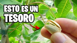 INCREÍBLE CULTIVO que Vale ORO! Como Plantar PISTACHOS Muy Fácil | La Huerta de Ivan