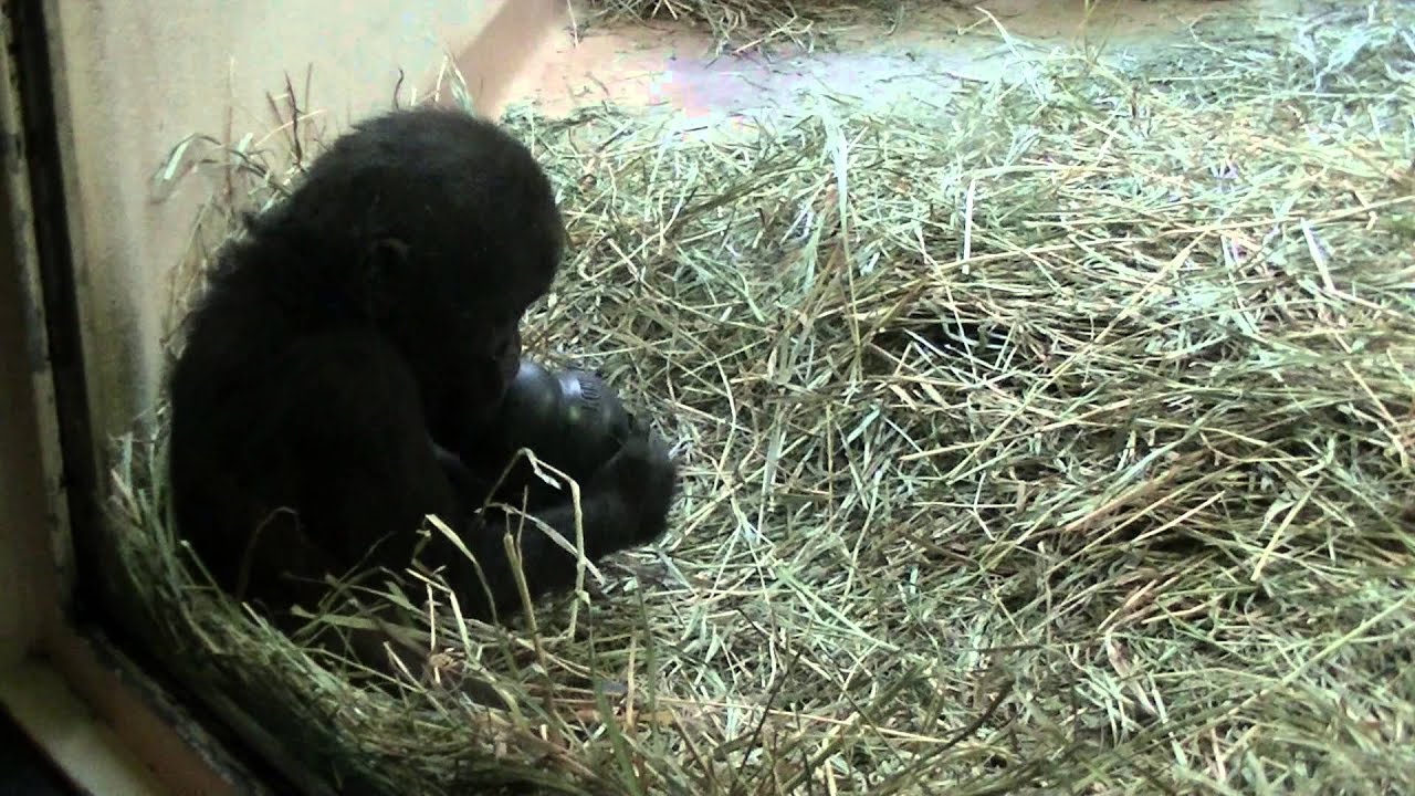 Baby Gorilla Dembe Playing CM Zoo