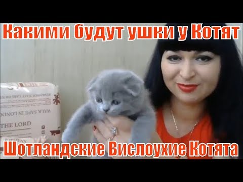 Как узнать котенок вислоухий или нет