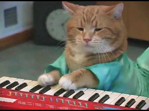 Dogolog vs. Keyboard Cat reincarnated