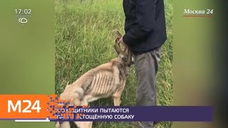 Зоозащитники пытаются спасти истощенную собаку - Москва 24 Зоозащитники пытаются спасти истощенную собаку - Москва 24