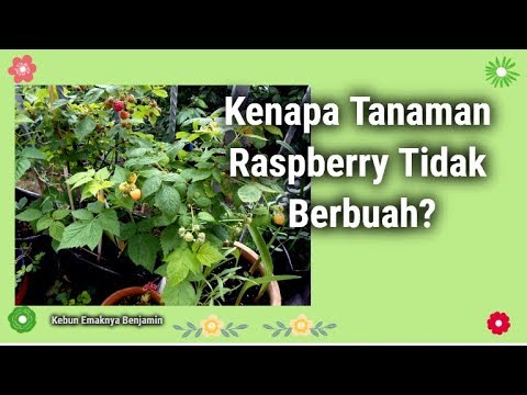 Video: Menumbuhkan Raspberry Yang Harum