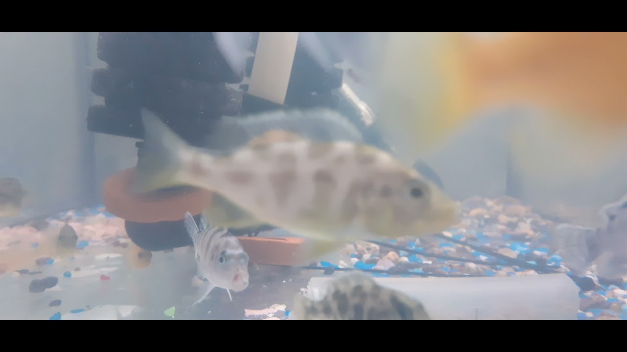 SHOW THE AQUARIUM & POND FISH WE SUPPLY AND IMPORT AT FROM FRY FISH