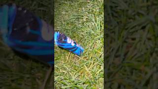 Tuono 30 Blue #fireworks #pyro #experiment