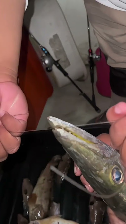 TES KETAJAMAN GIGI IKAN BARAKUDA #shorts #short #baracuda