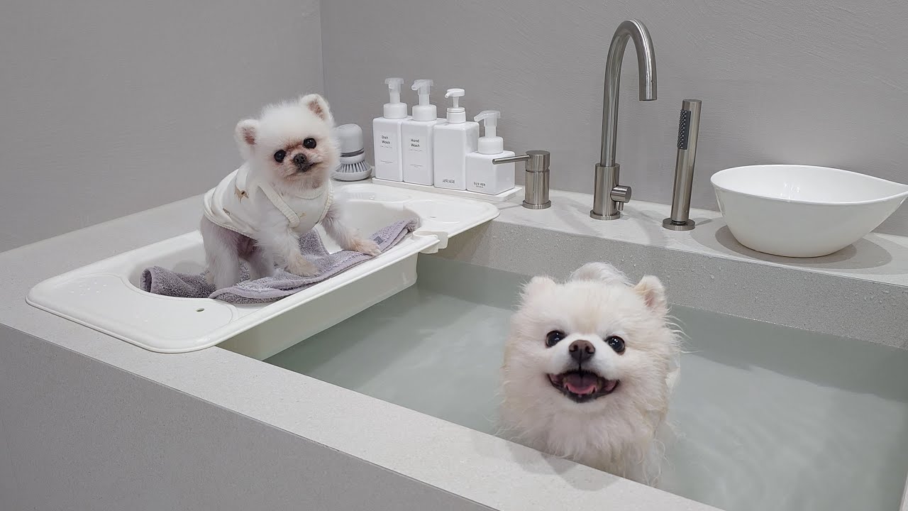 Что будет, если я скажу любительнице купания, что сегодня она не сможет искупаться