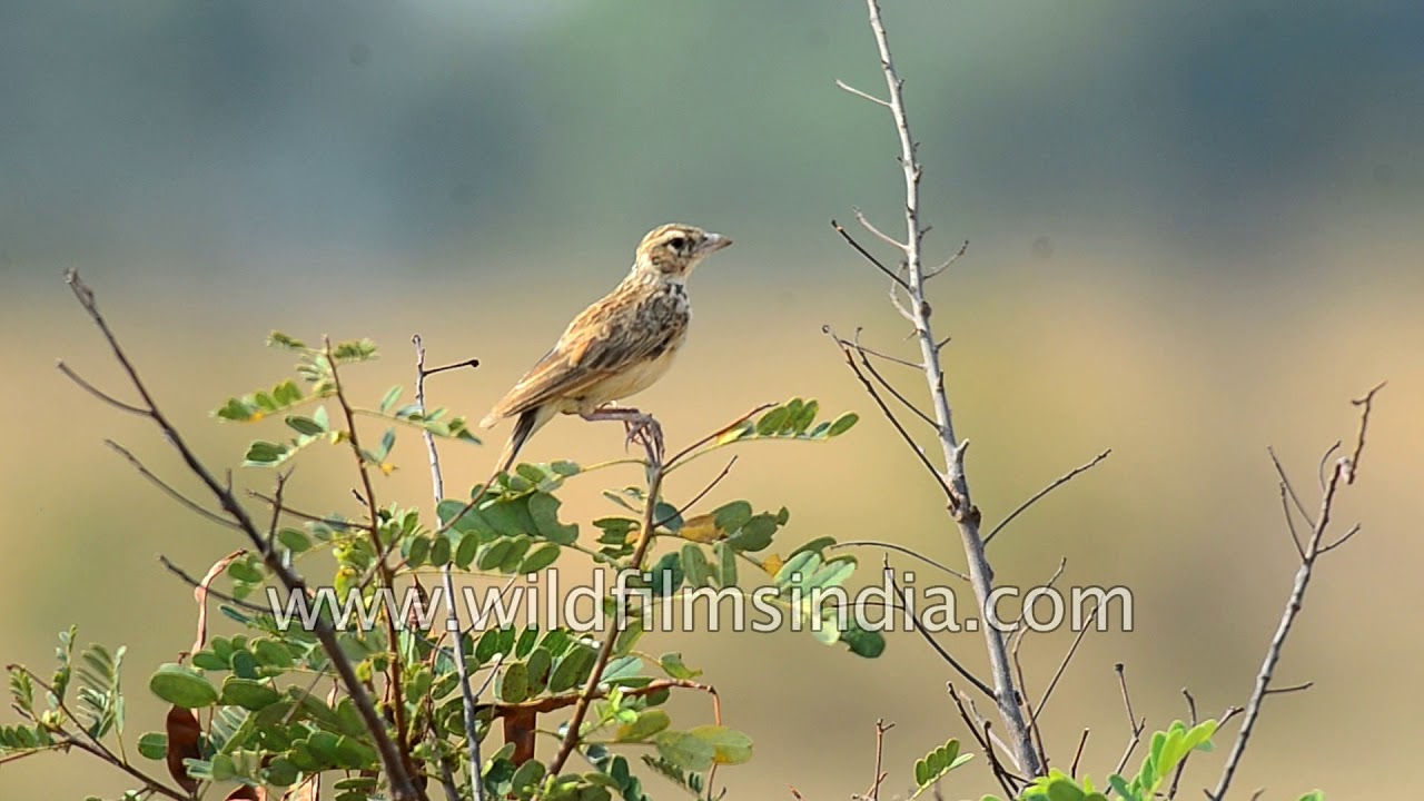 Birds of Sourthern India: Tree pipit, Short-billed pipit and ashy