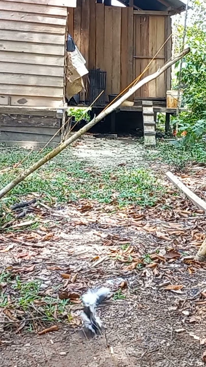 Mikat Kacer Di Depan Rumah