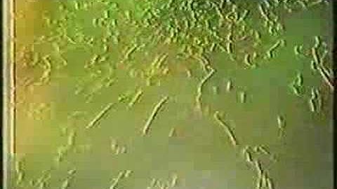 Torch Song Dont Look Now William Orbit