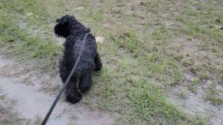 Velvet Puppies 10.07.2022 Part 2 Walk at G2 in Ocala  Kerry Blue Terrier