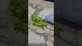 Kivircik Görmesi̇n :)