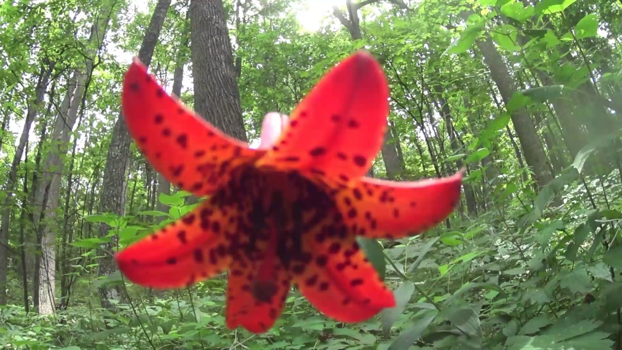 video editing software free Appalachian Trail 2017 Day 71