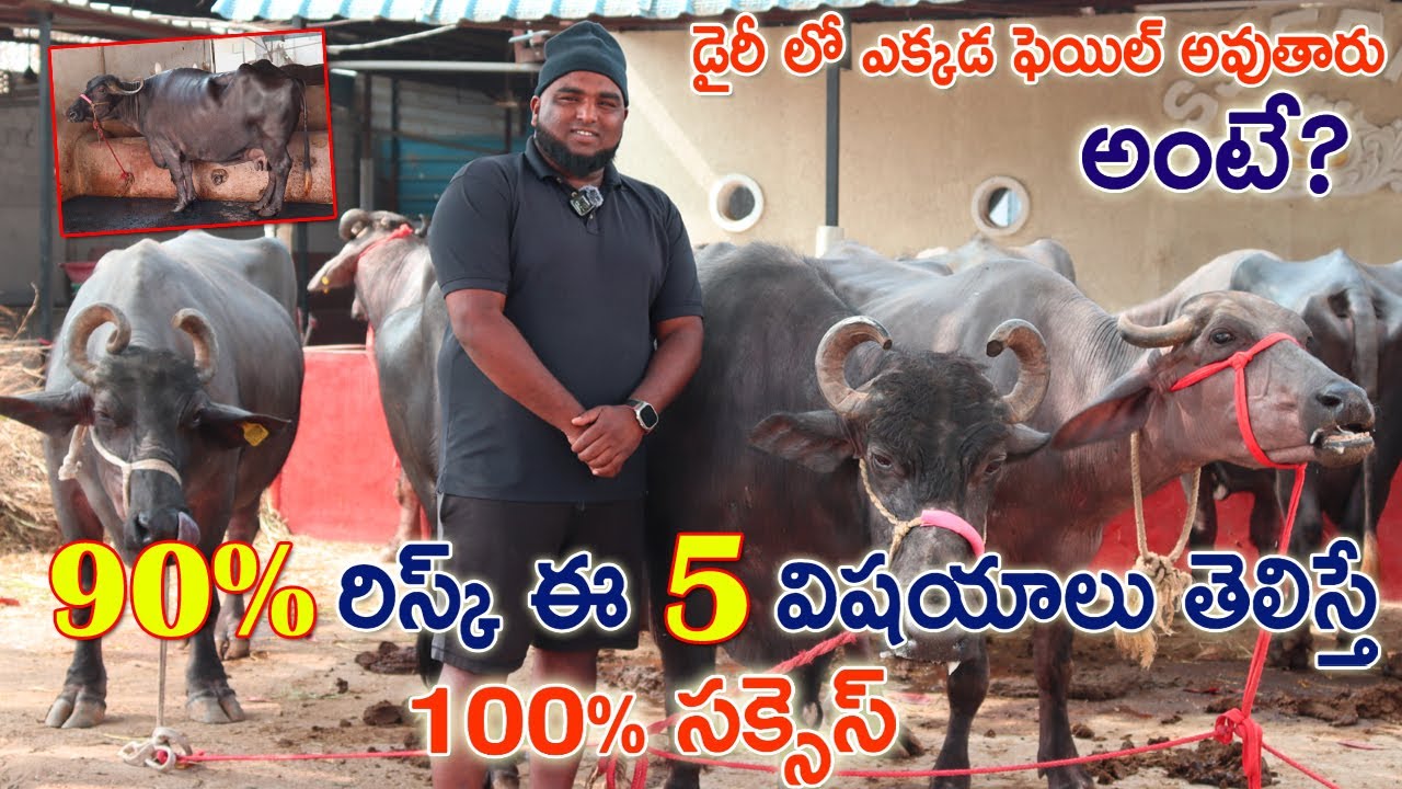 డైరీ లో ఎక్కడ ఫెయిల్ అవుతారు అంటే? ఈ 5 విషయాలు తెలిస్తే 100% సక్సెస్ | Successful dairy farm| CBNews