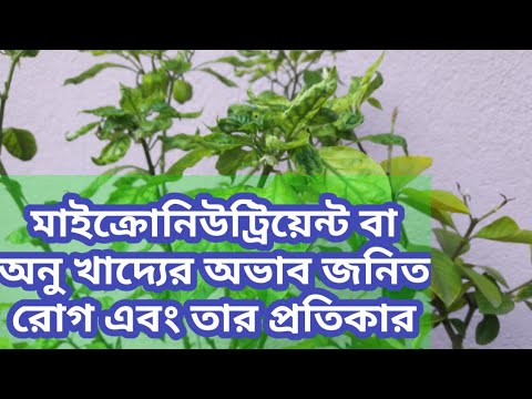 ভিডিও: ভোরোনেজের শপিং সেন্টার 