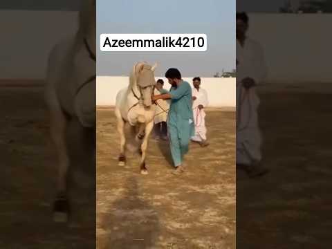 30 July 2026#horselover #newvlog#trending#viralvideo #pakistan#horsedance🐎😍#trending #shadi #functio