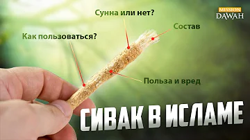 Сивак в Исламе - В чем польза и преимущество мисвака (сивака)?