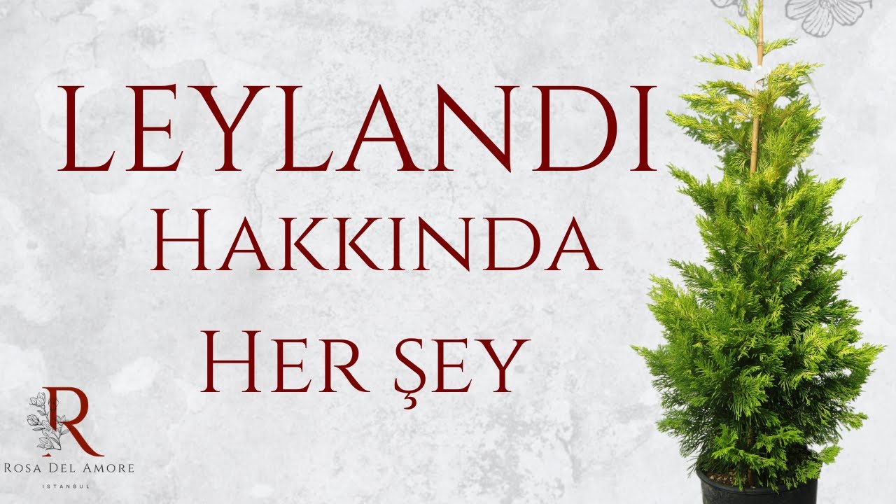 Leylandi Hakkında Bilmeniz Gereken Her Şey: Özellikleri, Kullanım Alanları ve Fiyatları