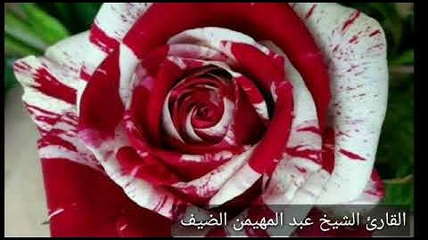 تلاوة ءايات من سورة طه للقارئ الشيخ عبدالمهيمن الضيف