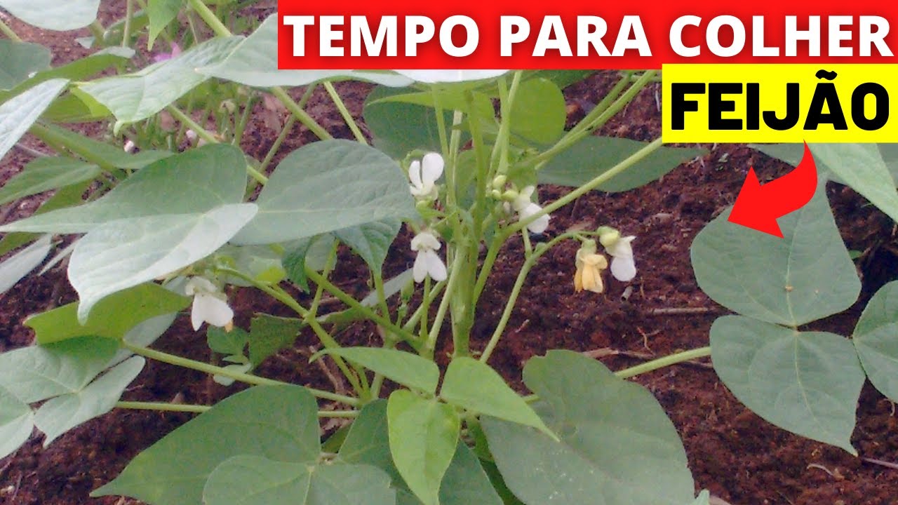 Quanto tempo leva para colher feijão