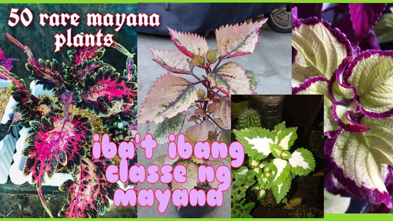 top 50 rare mayana plants. YouTube