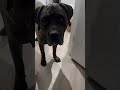 A little judgy, no? #mastiff