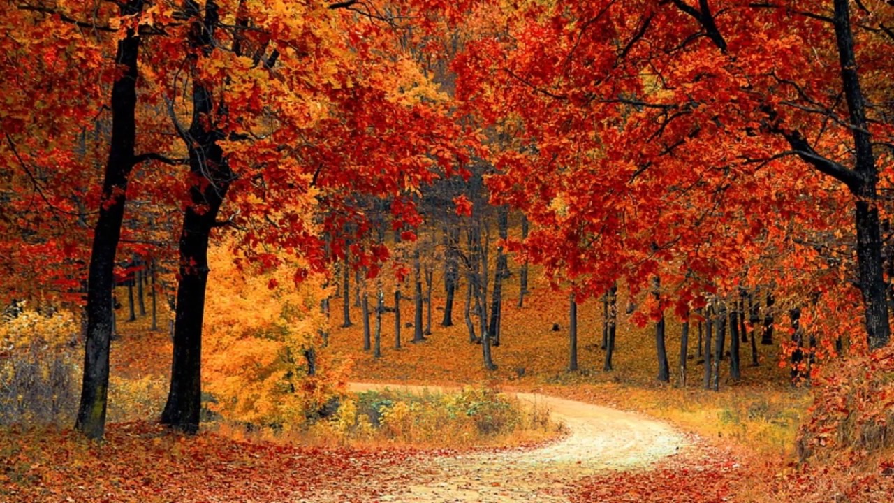 FLORIN STEFAN PE DRUMUL CATRE PATRIA IUBIRII YouTube