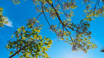 من أول سورة الصافات تلاوة حجازية بديعة الشيخ محمود خليل القارئ رحمه الله