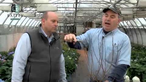 Growing Success Using Bareroot in Container Production