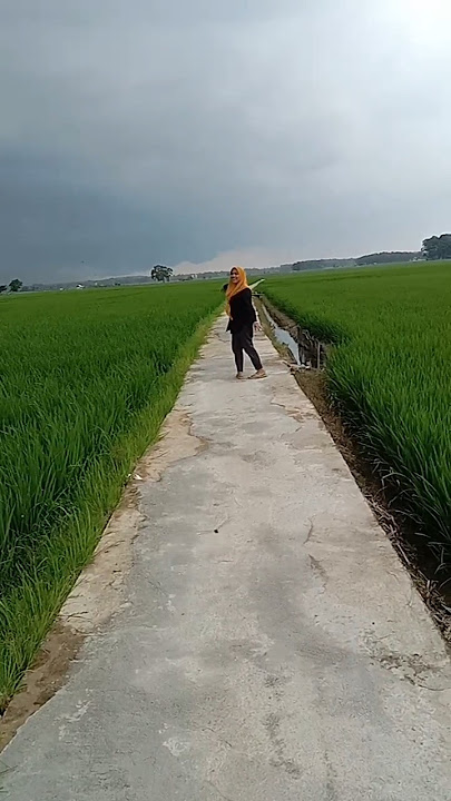 Senengnya Di ajak Liat Sawah #petani #storywa #story #pertanian #sawahsubur #sawah #padi #cucimata