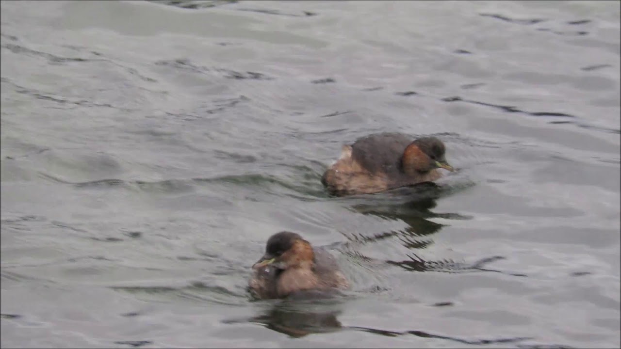 Little Grebes Drøbak 30 Nov 2017 camera iphone 8 plus apk