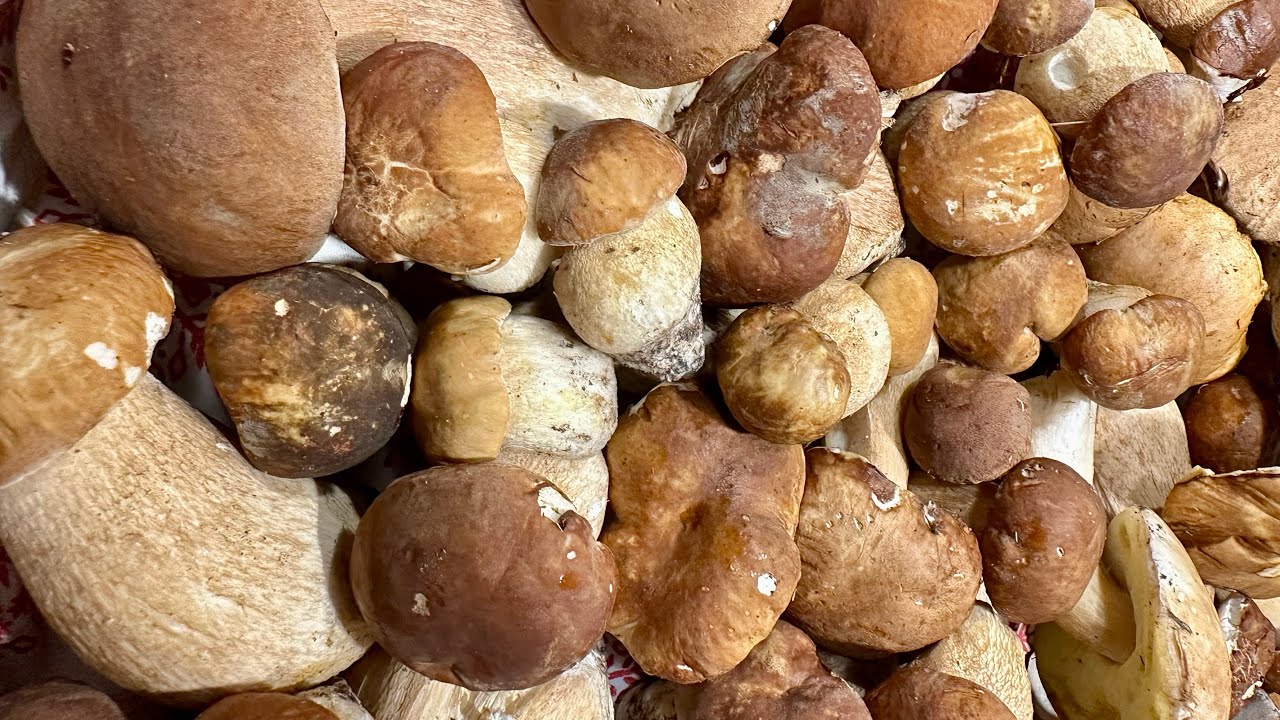 ГРИБЫ БЕЛЫЕ - По совету  @cavatoriseriali  АПЕННИНЫ ПОХОЖИ НА ВЬЕТНАМ! Ужасающие грибные поля!