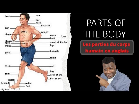 Les parties du corps humain en anglais