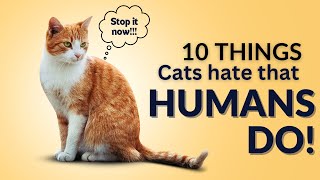 10 things Cats hate that humans do!