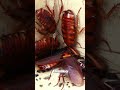 Roaches Hate This Veggie from Your Fridge! #shorts
