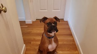 Can boxer Gizmo catch everything thrown at him?
