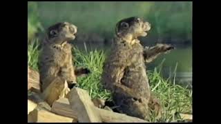 Geico Insurance Commercial  Woodchucks 2010
