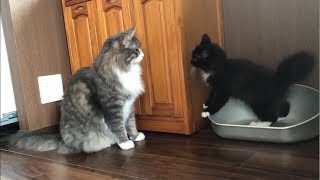 赤ちゃんの前で子猫と追いかけっこする猫 ノルウェージャンフォレストキャットCat to chase.Norwegian Forest Cat.