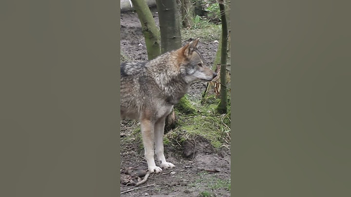 That harmony though…🐺 #wildwoodtrust #wolves #howl