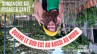 Quoi faire au jardin potager la 3 ème semaine de juillet #jardinage #potager #permaculture #garden