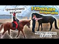 Мой конный марафон: 5 конюшен за 24 часа / Влог с Новосибирска