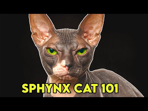 Video: Sphynx katter: Hva du bør vite før du kjøper en