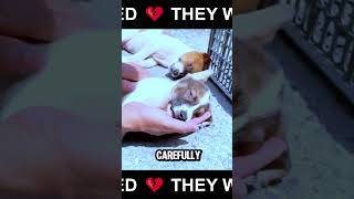 Left In A Box On The Roadside! Saving Abandoned Puppies Too Weak To Stand! 😱❤️🐕