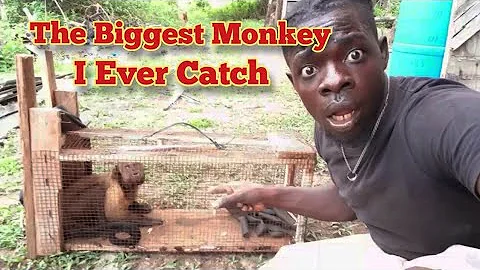 The Biggest Monkey I Ever Catch (Beze Hunting)