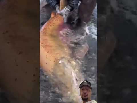 I Don T Know Salmons Get This Big